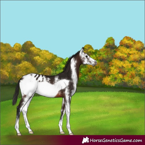 Horse Color:Gray Bay Sabino Frame Appaloosa Rabicano 