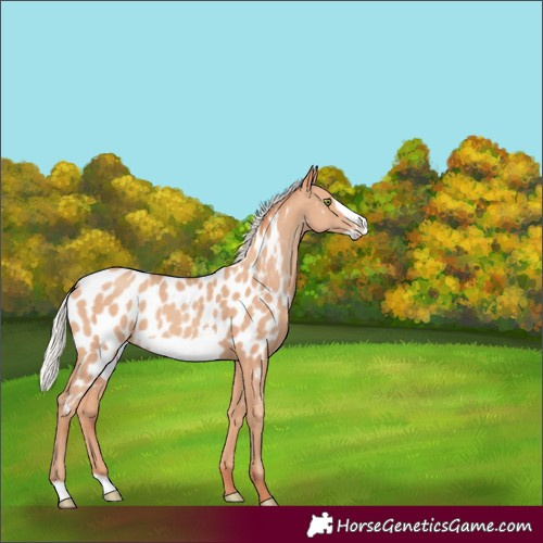 Horse Color:Silver Classic Champagne Frame Appaloosa 