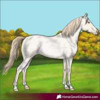 Horse Color:Buckskin Roan Pearl and Buckskin Roan Pearl