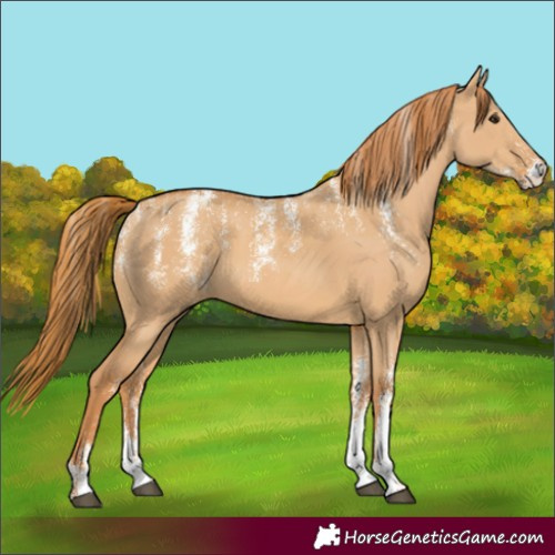 Horse Color:Powder White Red Dun