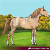 Horse Color:Powder White Red Dun 
