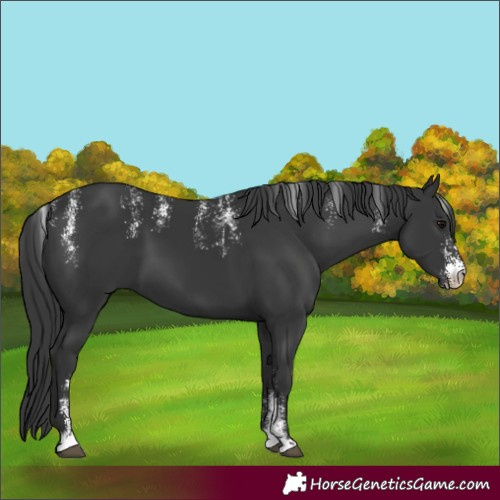 Horse Color:Powder White Black 
