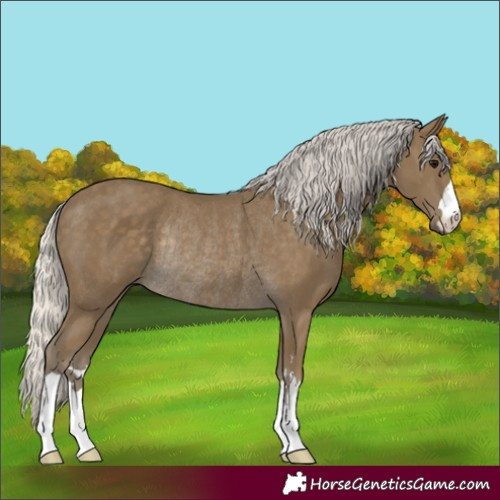 Horse Color:Silver Smoky Black Rabicano