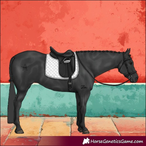 Horse Color:Black 