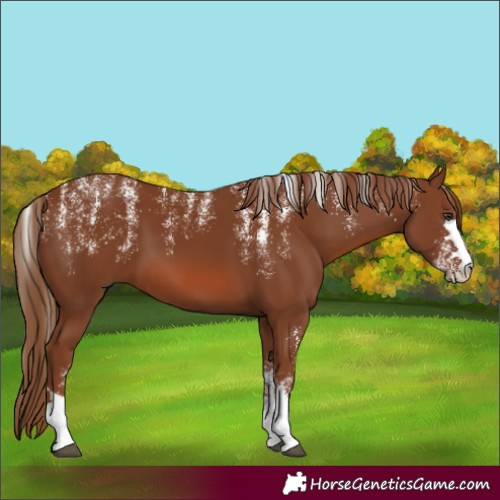Horse Color:Powder White Chestnut