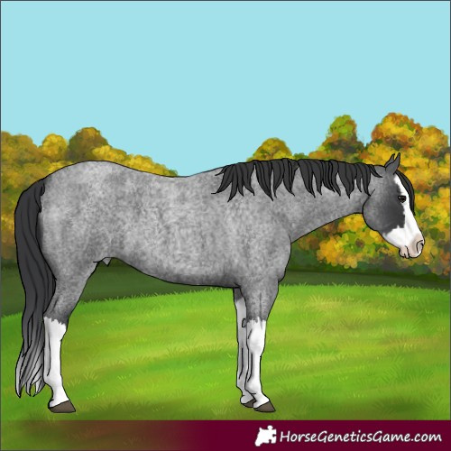 Horse Color:Blue Roan Splash 