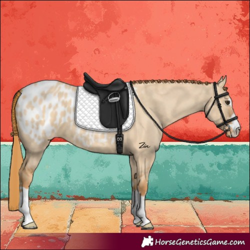 Horse Color:Red Dun Blanket 