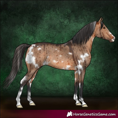 Horse Color:White Spotted Bay Dun Rabicano Brindle 