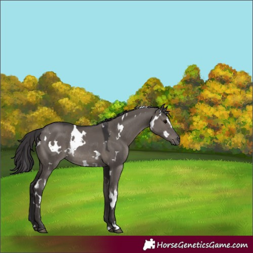 Horse Color:White Spotted Smoky Grullo Rabicano 