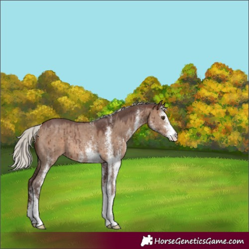 Horse Color:White Spotted Silver Brown Dun Rabicano Brindle 