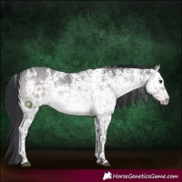 Horse Color:Platinum White Spotted Brown Dun Rabicano 
