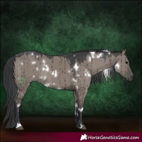 Horse Color:White Spotted Grullo Rabicano Brindle