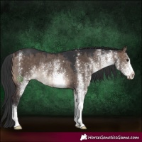 Horse Color:White Spotted Brown Dun Rabicano