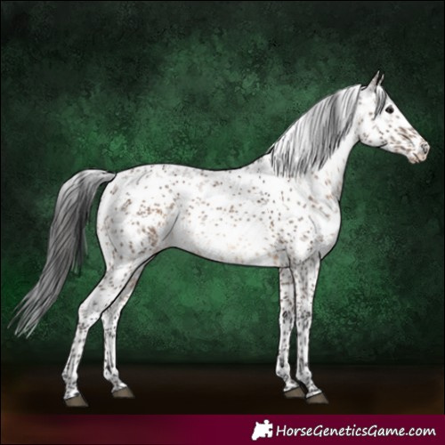 Horse Color:White Spotted Brown Dun Sabino Rabicano