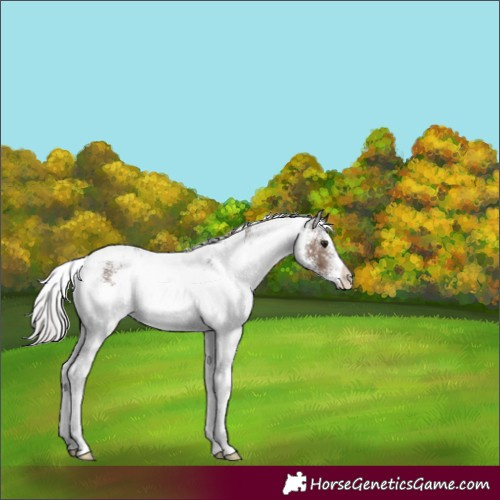 Horse Color:White Spotted Silver Brown Dun Rabicano