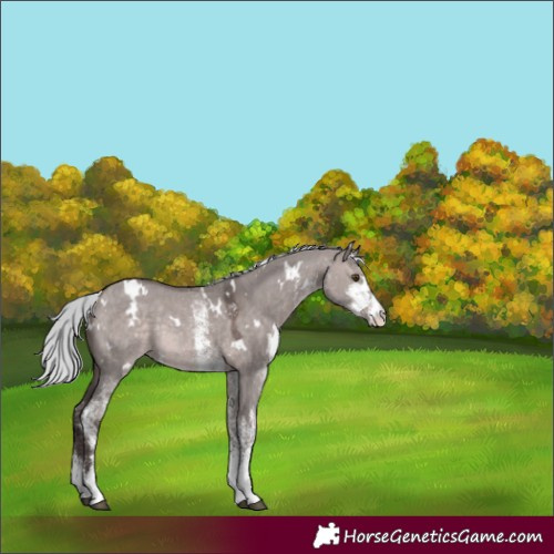 Horse Color:Platinum White Spotted Silver Brown Dun Rabicano
