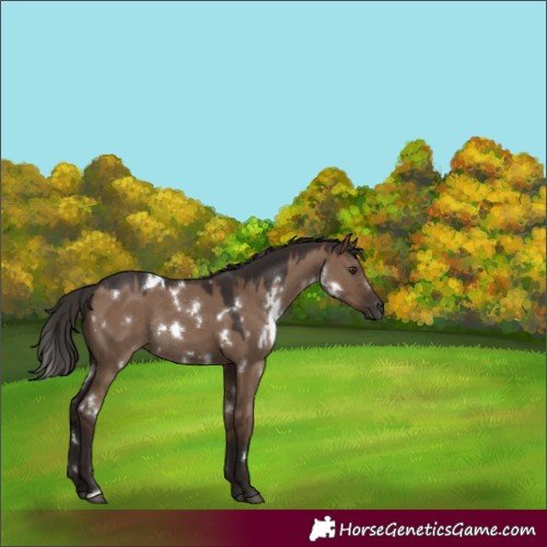 Horse Color:White Spotted Liver Red Dun Rabicano