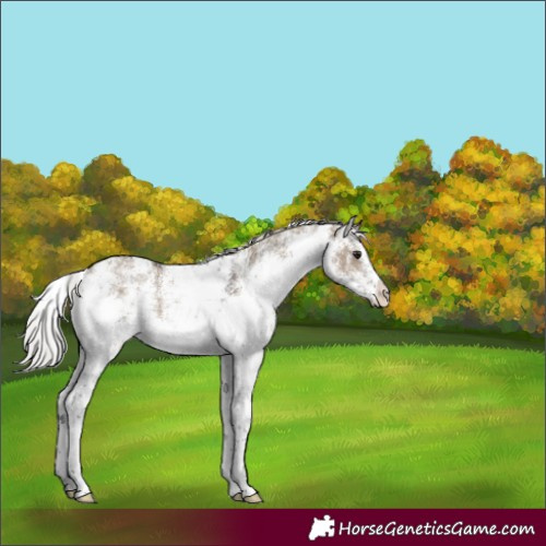 Horse Color:White Spotted Silver Brown Dun Rabicano 