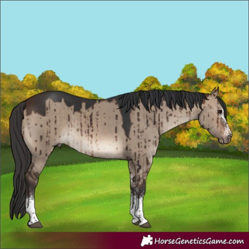 Horse Color:White Spotted Brown Dun Rabicano Brindle 