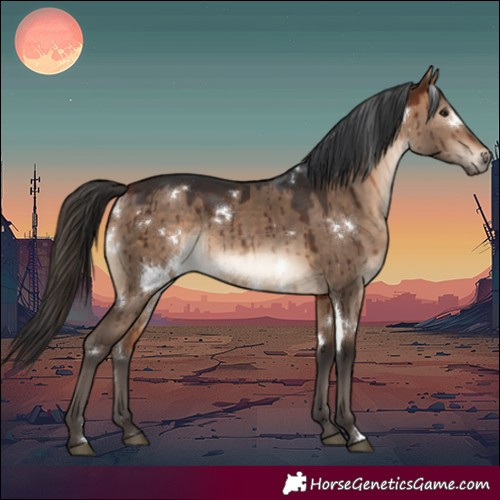Horse Color:White Spotted Bay Dun Rabicano Brindle 