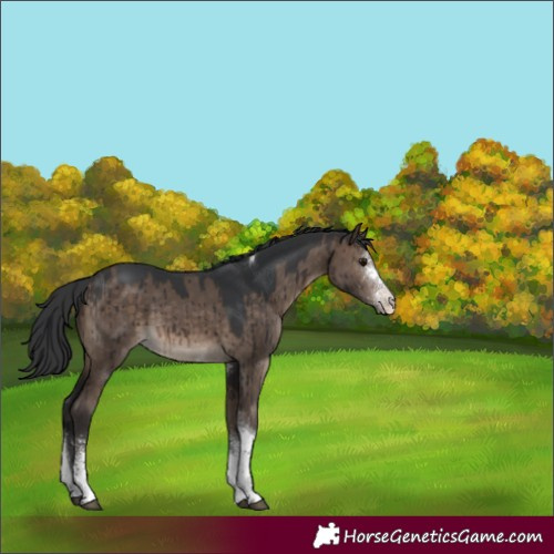 Horse Color:White Spotted Brown Dun Tobiano Rabicano Brindle