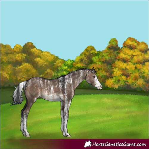 Horse Color:Powder White White Spotted Brown Dun Rabicano