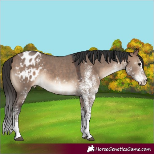 Horse Color:White Spotted Brown Dun Blanket Rabicano
