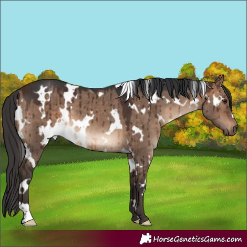 Horse Color:White Spotted Brown Dun Rabicano Brindle 