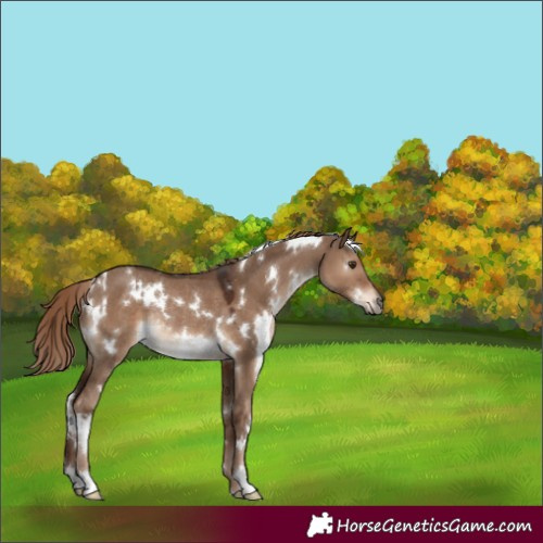 Horse Color:White Spotted Liver Red Dun Rabicano 