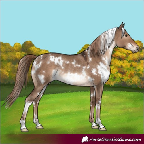 Horse Color:White Spotted Liver Red Dun Rabicano