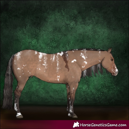 Horse Color:Powder White White Spotted Liver Red Dun Rabicano 