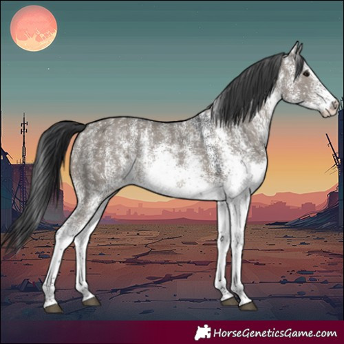 Horse Color:White Spotted Grullo Rabicano
