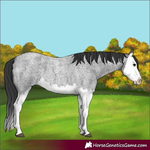 Horse Color:Blue Roan Splash