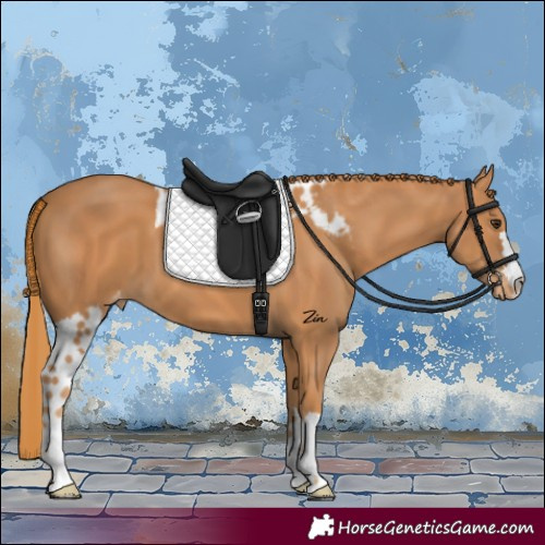 Horse Color:Chestnut Skewed Appaloosa