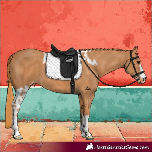 Horse Color:Chestnut Skewed LP Spotted 