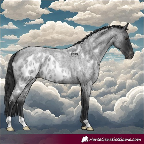 Horse Color:Blue Roan Skewed Appaloosa 