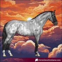 Horse Color:Blue Roan Skewed Appaloosa