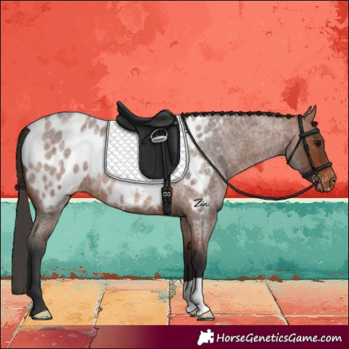 Horse Color:Bay Roan Near Leopard 