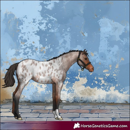 Horse Color:Bay Roan Appaloosa