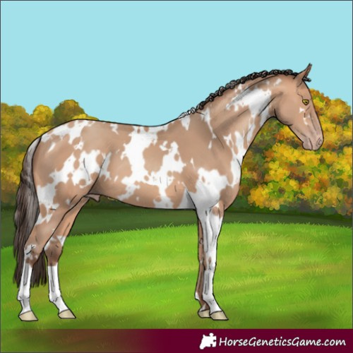 Horse Color:White Spotted Amber Champagne 