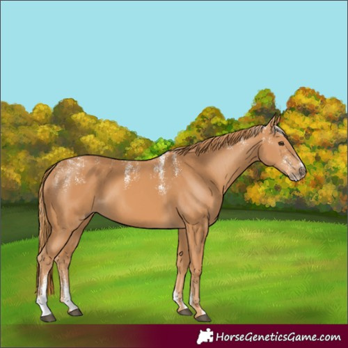 Horse Color:Powder White Chestnut
