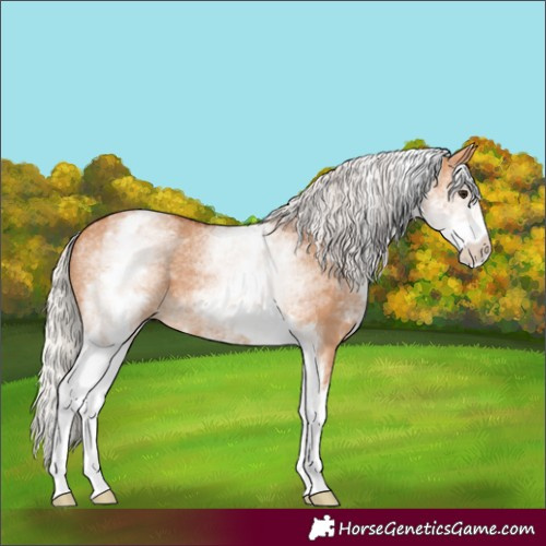 Horse Color:White Spotted Silver Bay Dun