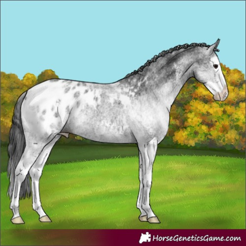 Horse Color:White Spotted Black Splash Appaloosa 