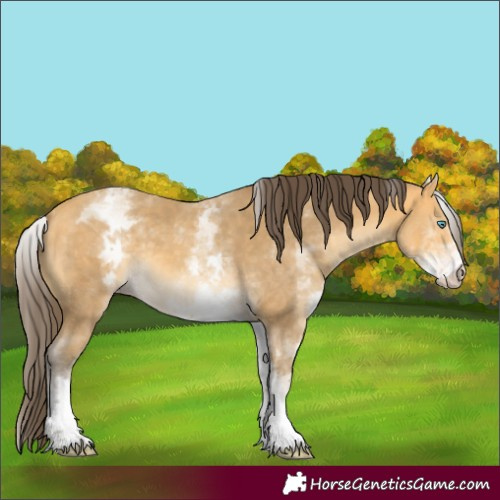 Horse Color:White Spotted Amber Cream Champagne