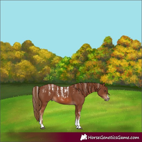 Horse Color:Powder White Chestnut 