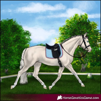 Horse Color:Cremello Tobiano