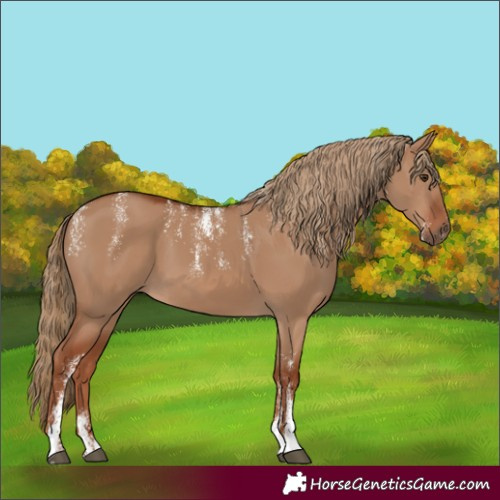 Horse Color:Powder White Red Dun