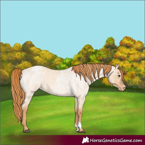 Horse Color:Red Dun Roan Appaloosa  and Red Dun Roan Appaloosa Rabicano 