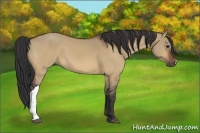 Horse Color:Bay Dun 
