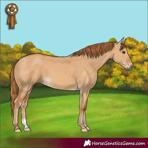 Horse Color:Red Dun 